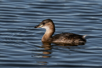Little grebe (Tachybaptus ruficollis), also known as dabchick