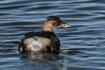 Little grebe (Tachybaptus ruficollis), also known as dabchick