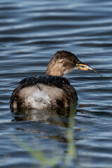 Fototapeta premium Little grebe (Tachybaptus ruficollis), also known as dabchick
