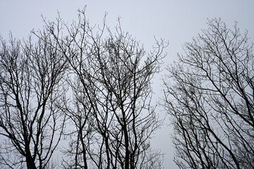 Silhouetted winter view looking-up into a canopy of tall trees in a forest with a grey overcast sky above