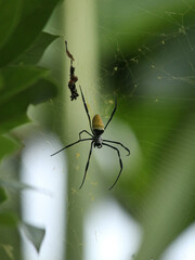 Golden Orb-Weaver Spider