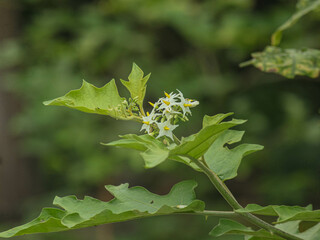 White Flower Cluster