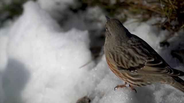 Small bird Alpine Accentor (Prunella collaris) in the snow.