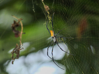 Spider on Web