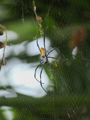 Golden Orb-Weaver Spider