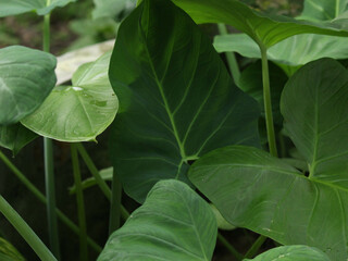 Obraz premium Fresh Green Foliage