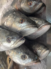 Close-up of fresh anchovy fish (Pomatomus saltatrix) displayed on ice at a seafood market. Perfect for culinary, fishing, or seafood trade themes.