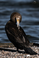 Cormorant standing in the sunlight on a lake