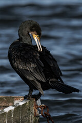 Cormorant standing in the sunlight on a lake