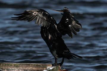 Cormorant standing in the sunlight on a lake and drying its feathers in the sunlight.