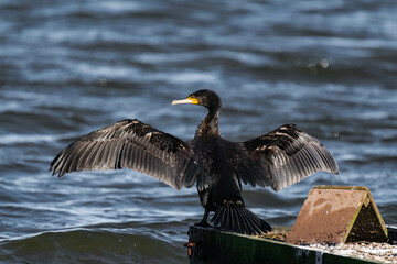 Cormorant standing in the sunlight on a lake and drying its feathers in the sunlight.