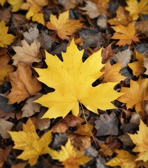 A single bright yellow maple leaf lying on a pile of fallen leaves, maple leaf, leaf texture, yellow color