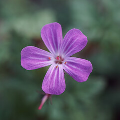 Herb robert, Geranium robertianium, pink flower in the garden in springtime