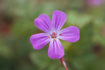Herb robert, Geranium robertianium, pink flower in the garden in springtime