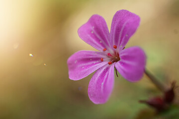 Herb robert, Geranium robertianium, pink flower in the garden in springtime