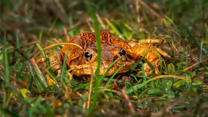 Obraz premium Orange Frog Camouflaged in Grass