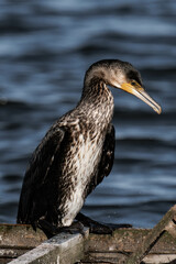 Cormorant standing in the sunlight on a lake