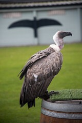 Portrait of a Vulture