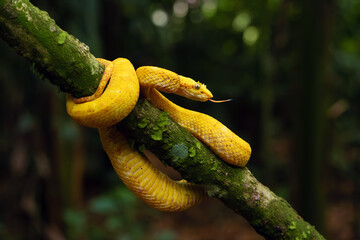 Bothriechis schlegelii, known commonly as the highland eyelash-pitviper or Schlegel's eyelash-pitviper lying on a branch with its tongue sticking out.