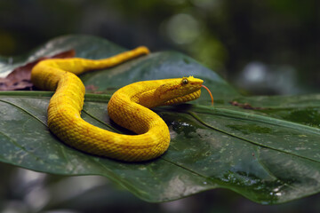 Bothriechis schlegelii, known commonly as the highland eyelash-pitviper or Schlegel's eyelash-pitviper lying on a leaf in the middle of the rainforest with its tongue sticking out.