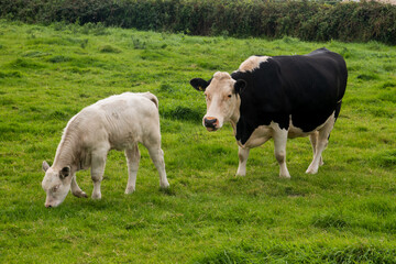 A cow and her calf