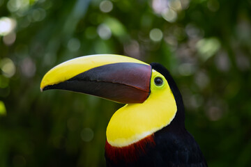 Yellow-throated toucan (Ramphastos ambiguus) or Chestnut-mandibled toucan, portrait and large toucan.