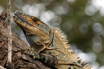 Ctenosaura similis, commonly known as the black iguana or black spiny-tailed iguana, portrait on a colored background.