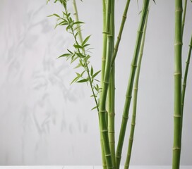 Obraz premium A stunning shot of fresh cut bamboo with a clean and minimalist composition on a white background, uncluttered, minimalism, woodsy