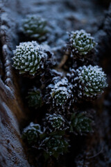 Frozen Flowers on a winter morning , Book cover, winter scenery,  freezing,  Hoarfrost, hydrangea, macro photo
