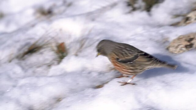 Small bird Alpine Accentor (Prunella collaris) in the snow.