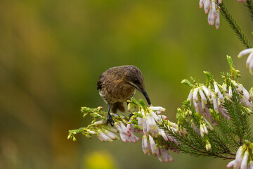 A Cape sugarbird (Promerops cafer) feeding on nectar on a Nine-pin heath or rooiklossieheide (Erica mammosa). Betty's (Bettys) Bay. Whale Coast. Overberg. Western Cape. South Africa.