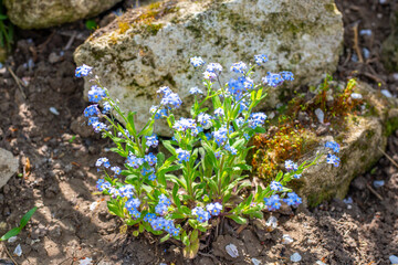 Small blue forget-me-not flowers on an alpine slide among stones