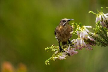 Naklejka premium A Cape sugarbird (Promerops cafer) feeding on nectar on a Nine-pin heath or rooiklossieheide (Erica mammosa). Betty's (Bettys) Bay. Whale Coast. Overberg. Western Cape. South Africa.