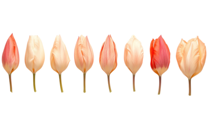 A beautiful arrangement of various tulip petals displaying shades of pink, white, and peach on a clean white background.