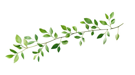 Obraz premium A beautifully detailed leaf branch isolated on a white background, perfect for nature-themed projects and designs.