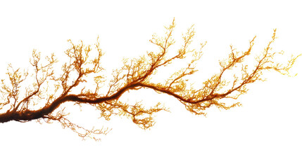 Obraz premium A beautifully detailed branch with intricate leaves, showcasing vibrant natural colors against a white isolated background.