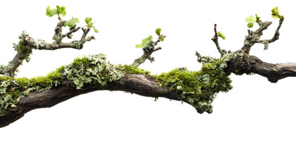 Fototapeta premium A close-up of a moss-covered branch with delicate leaves against a white isolated background, showcasing nature's beauty and texture.