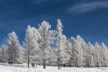 The Altai mountains on a sunny frosty winter day. Altai Republic, Western Siberia, Russia