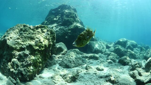 file fish coming close to the camera underwater filefish scenery fish  Stephanolepis spec