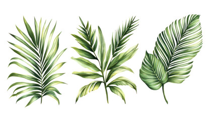 A collection of detailed illustrations featuring various tropical leaves isolated on a white background, perfect for floral designs and decor.