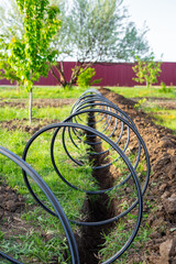 Carrying out drip irrigation in the garden. A ditch dug in the ground for laying the irrigation pipe