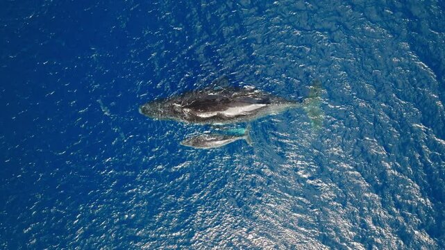 Humpback whale parent and child in deep blue open ocean waters in Tonga drone top down ascend as they relax at surface