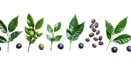 A collection of various coffee plant leaves, beans, and berries displayed on a white isolated background, showcasing the beauty of nature.