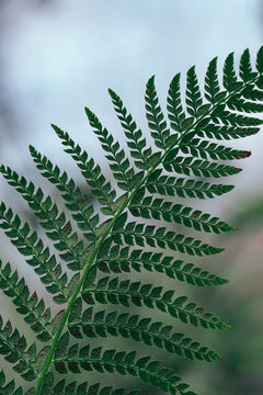 green fern leaf in the forest in springtime