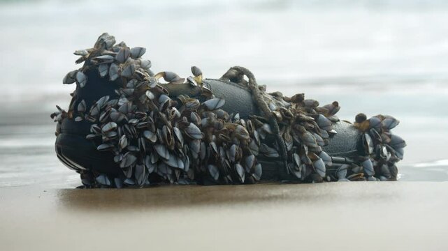Lots Of Barnacles Attached To An Old Shoe Washed Up On The Beach