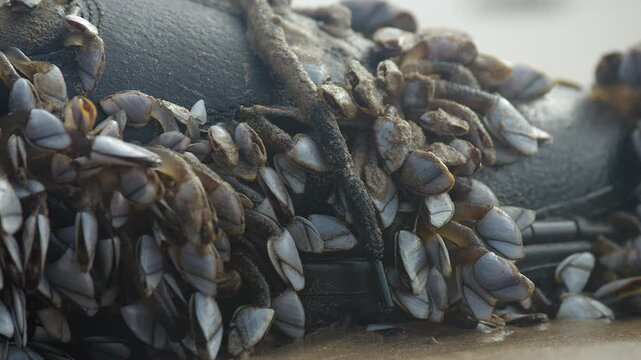 Close Up of Barnacles Attached To Old Footwear Washed Up On The Beach