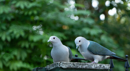 Imperial pigeon birds couple image