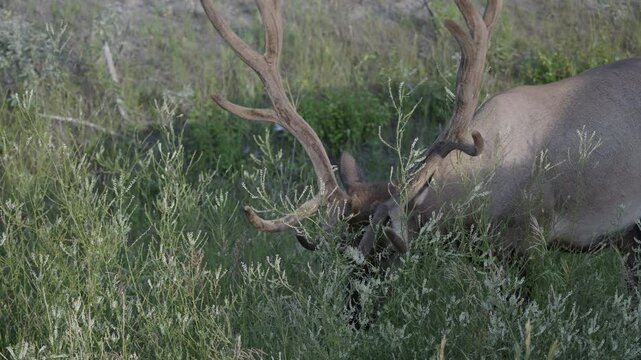 A majestic elk with antlers grazing in lush greenery, Mount Edith Cavell Rockies