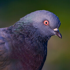 wild birds in nature