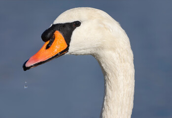 wild birds in nature